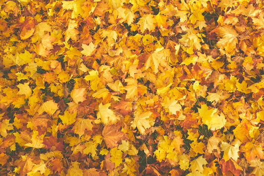 Start of fall: prepare your skin for the turning of the leaves